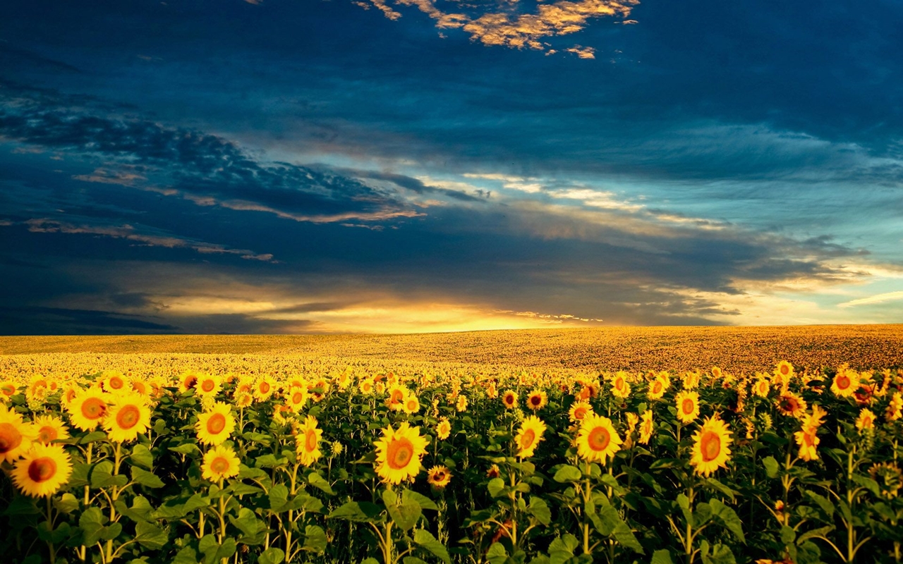 Photos of sunflowers 12