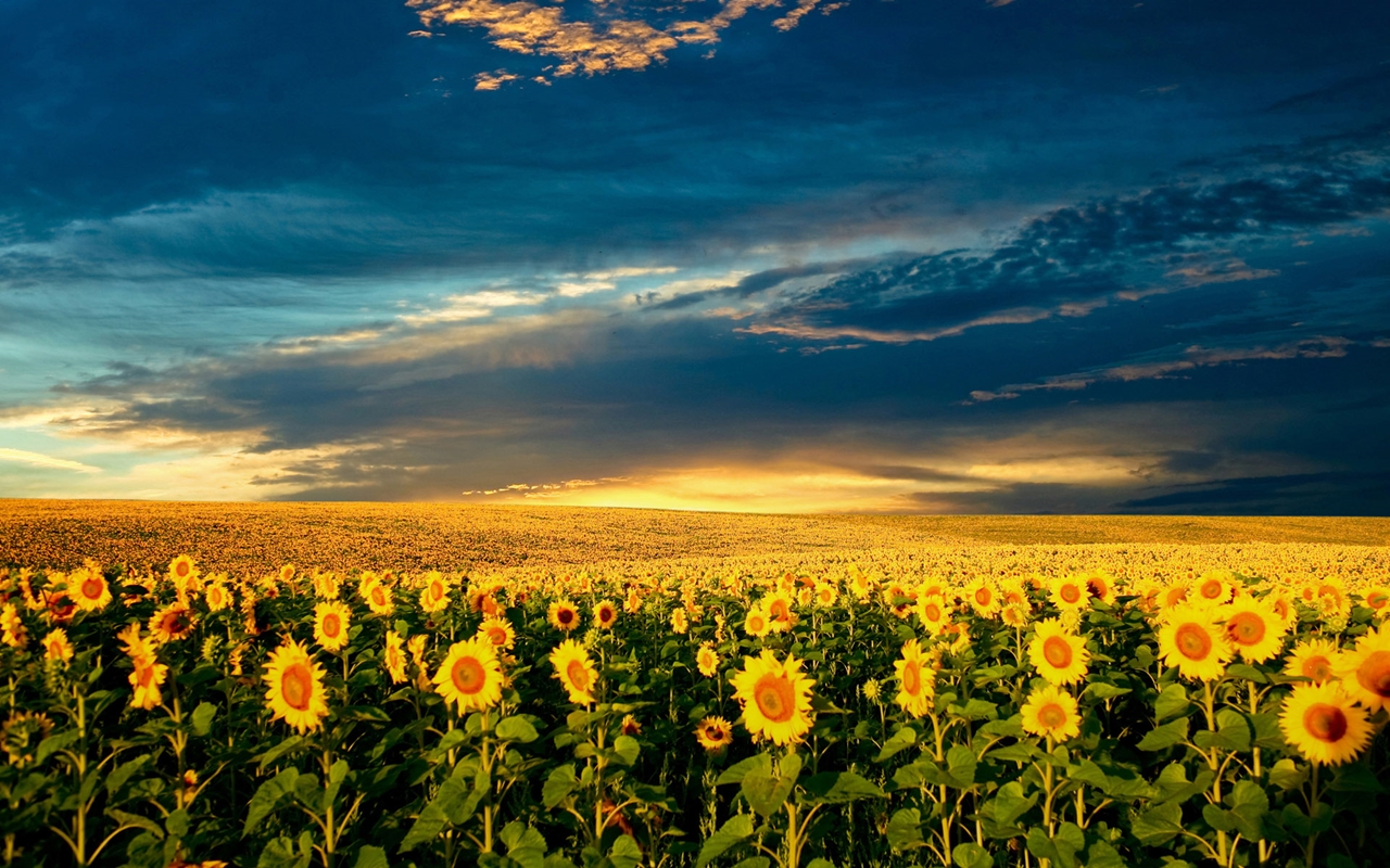 Photos of sunflowers 15