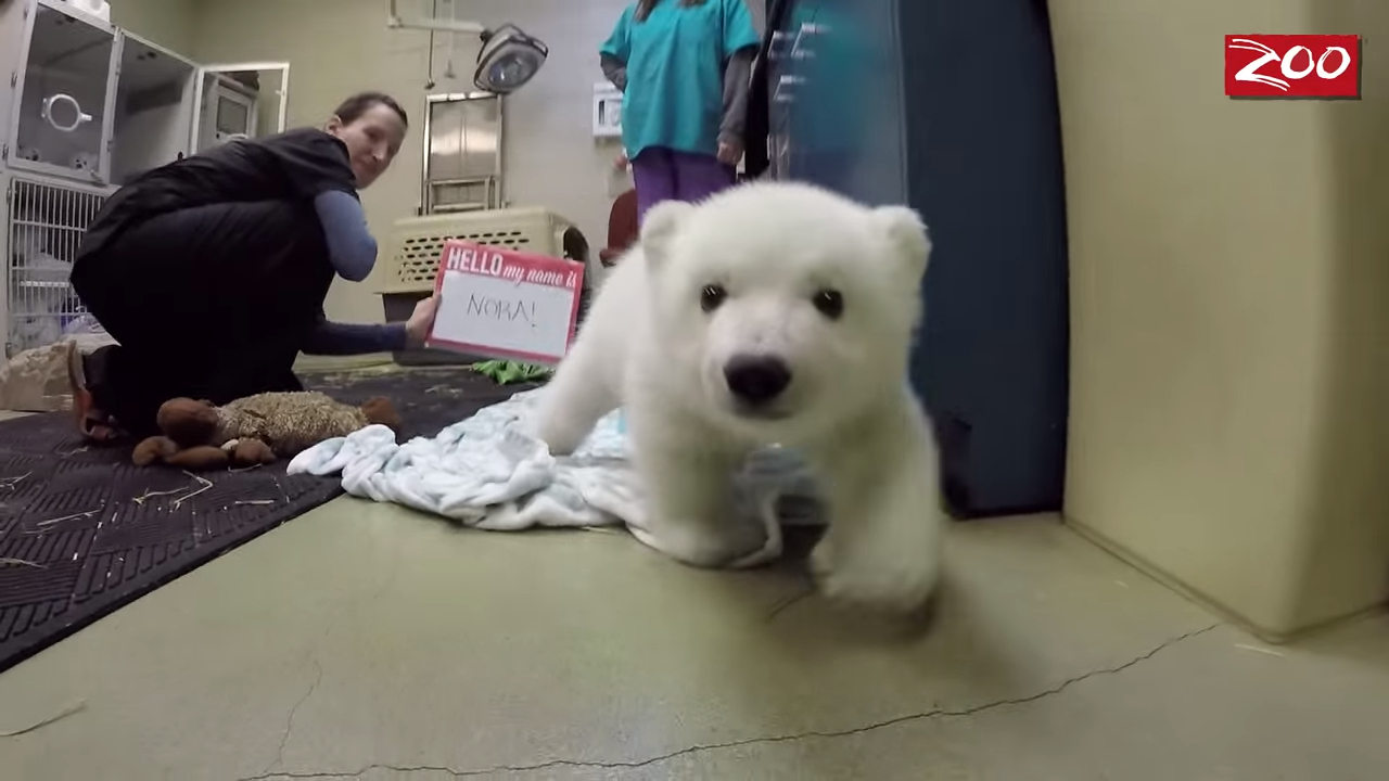 Polar Bear Cub Gets Her Name – Meet Nora!