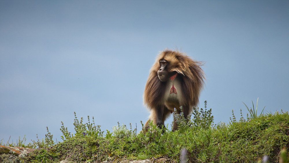 Gelada baboons, Guassa Plateau, Ethiopian Highlands