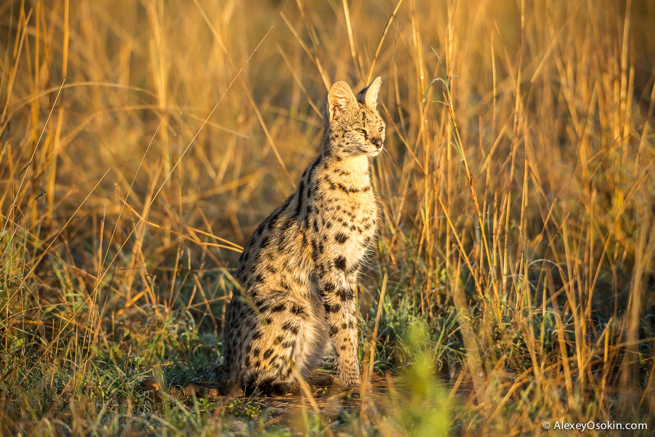 Serval and Caracal - cats rare nature 04