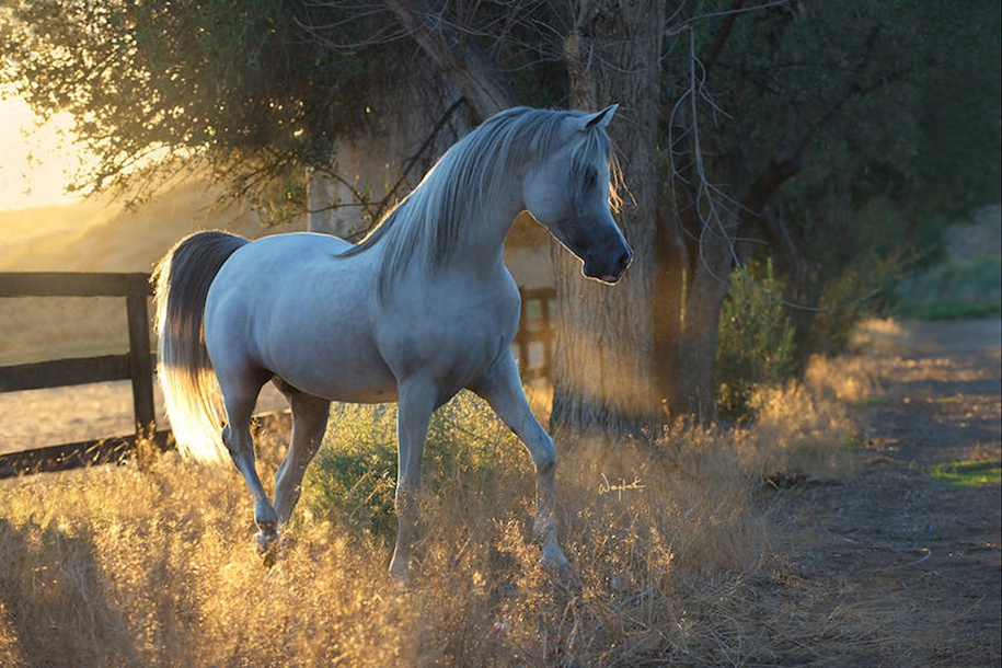 The beauty and grace of horses in the photos by Wojtek Kwiatkowski 01