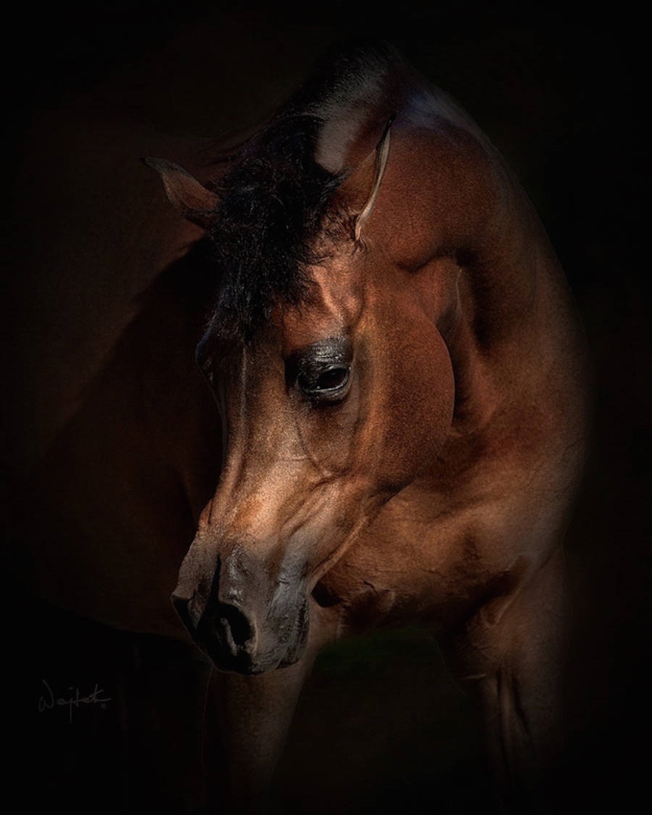 The beauty and grace of horses in the photos by Wojtek Kwiatkowski 12