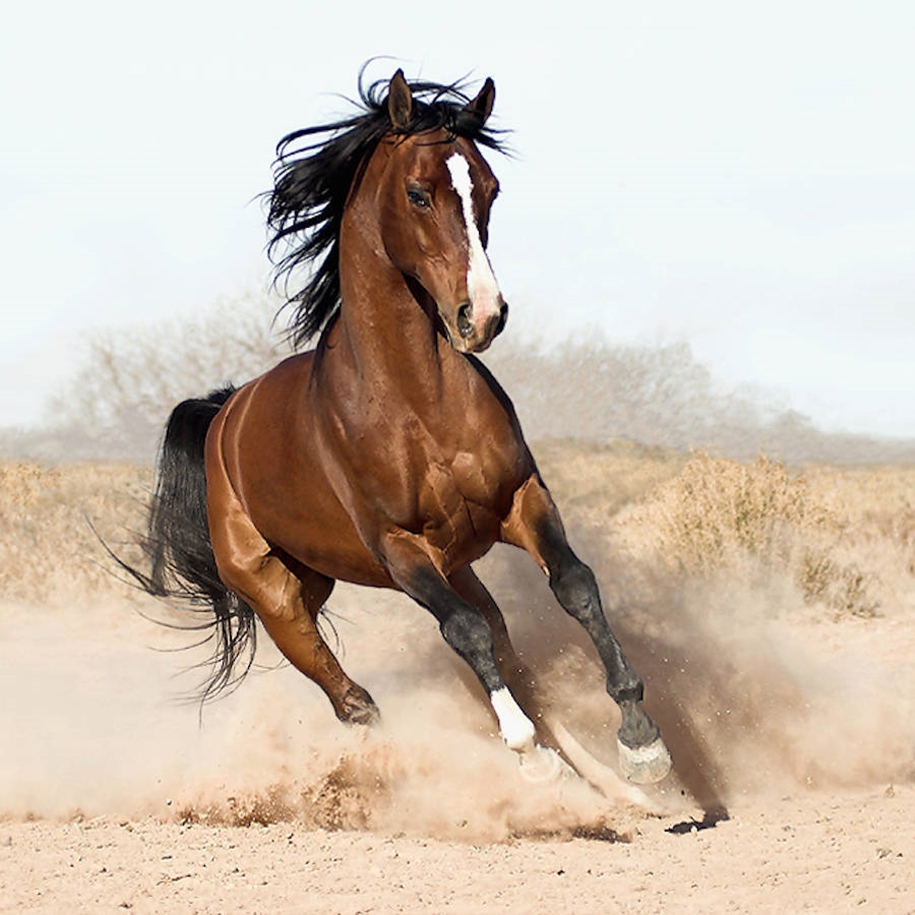 The beauty and grace of horses in the photos by Wojtek Kwiatkowski 14