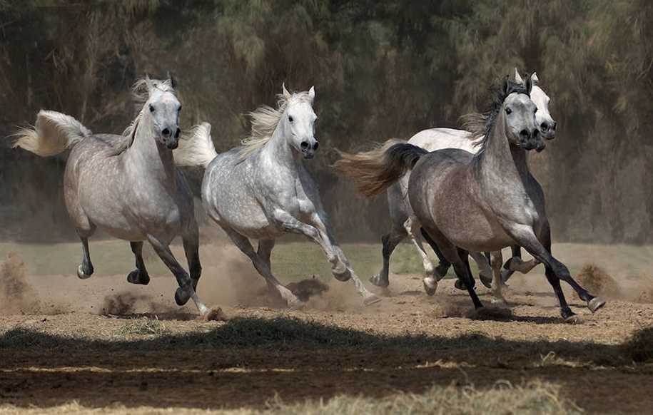 The beauty and grace of horses in the photos by Wojtek Kwiatkowski 16