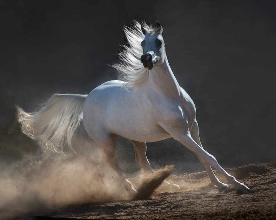 The beauty and grace of horses in the photos by Wojtek Kwiatkowski 17