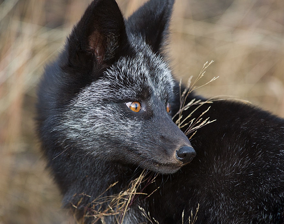 The rare beauty of the black Fox 13