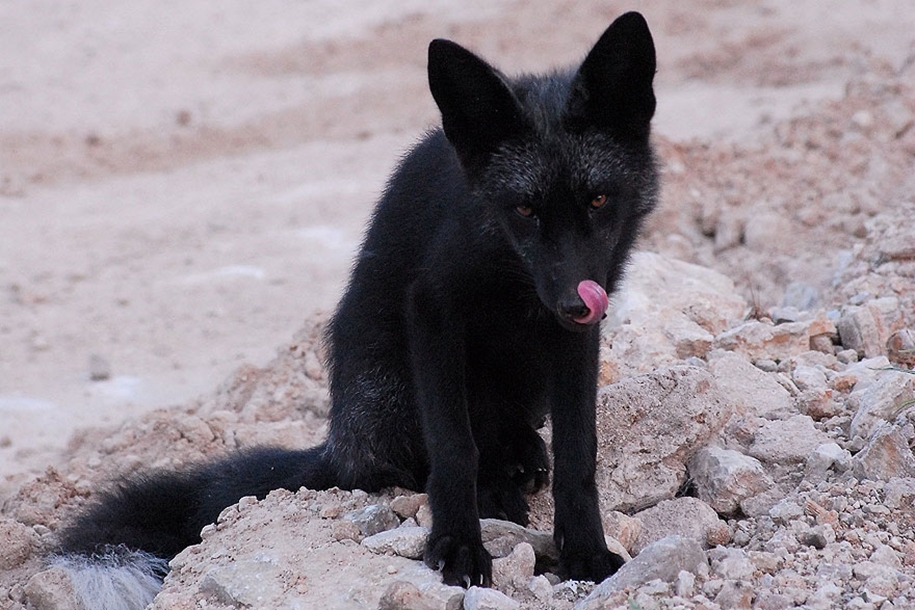 The rare beauty of the black Fox 29