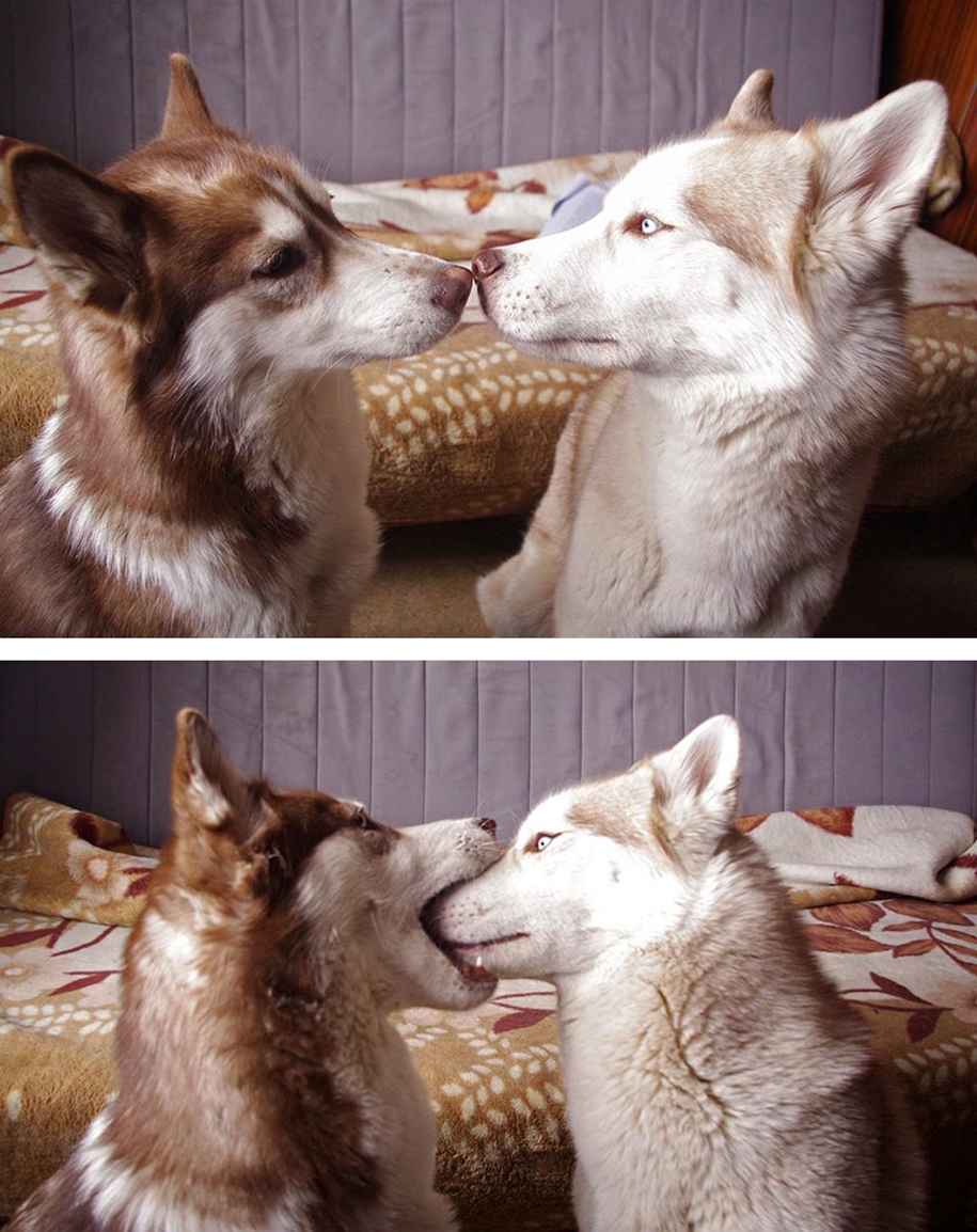 These kissing animals to prove that kissing is not just for people 02