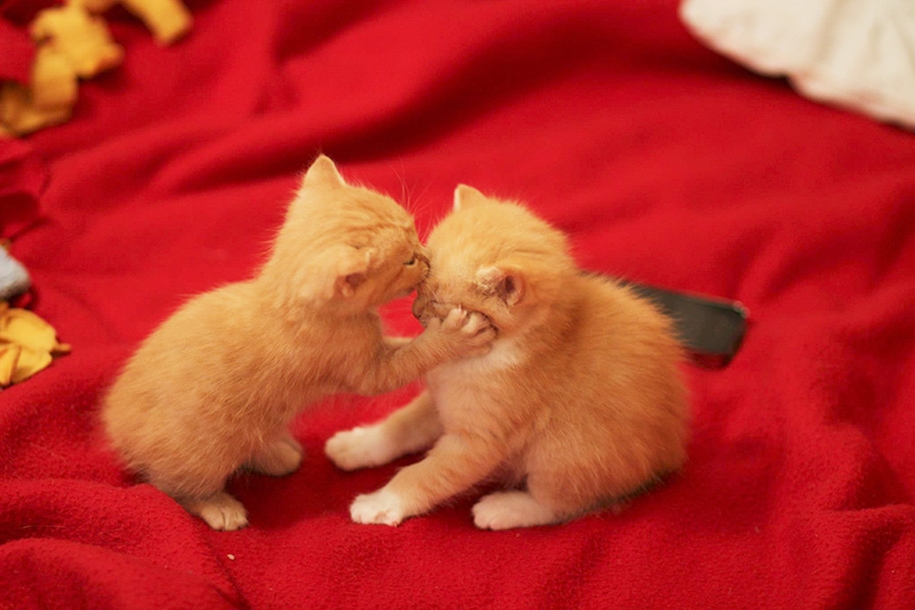 These kissing animals to prove that kissing is not just for people 09