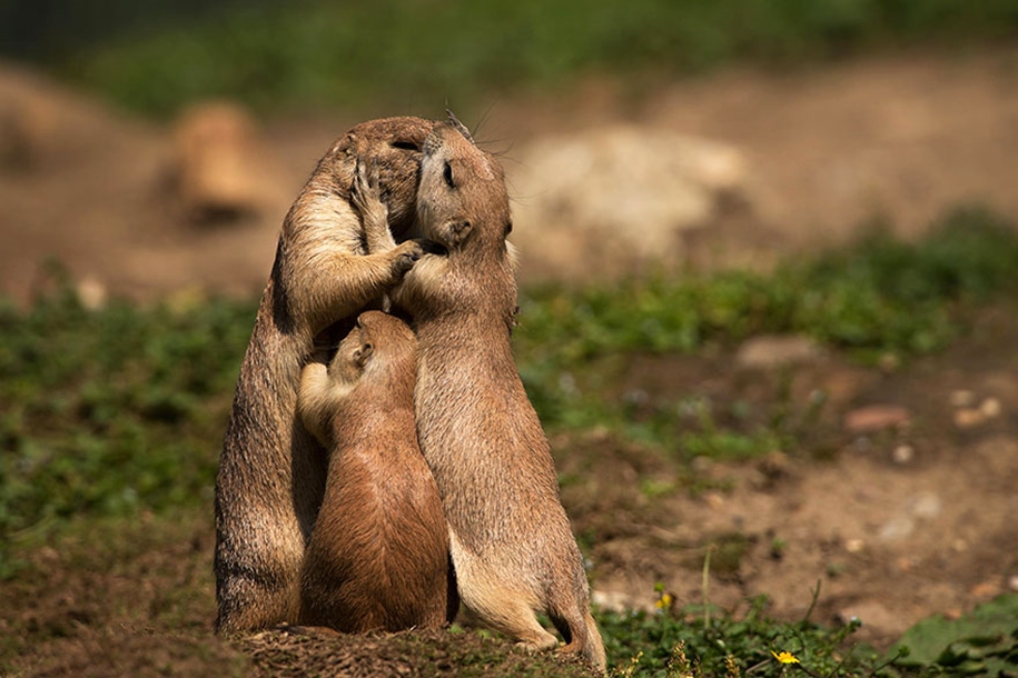 These kissing animals to prove that kissing is not just for people 10