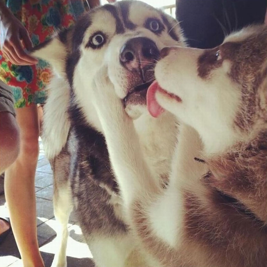 These kissing animals to prove that kissing is not just for people 13