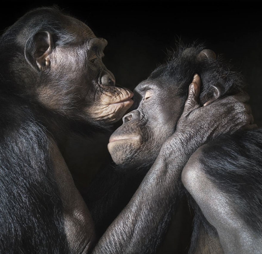 These kissing animals to prove that kissing is not just for people 14