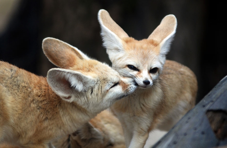 These kissing animals to prove that kissing is not just for people 23
