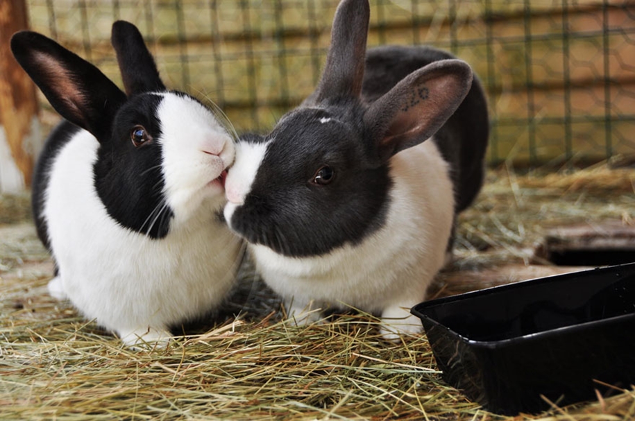 These kissing animals to prove that kissing is not just for people 27