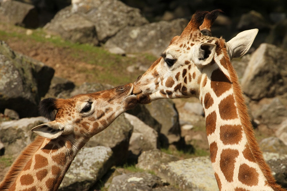 These kissing animals to prove that kissing is not just for people 28