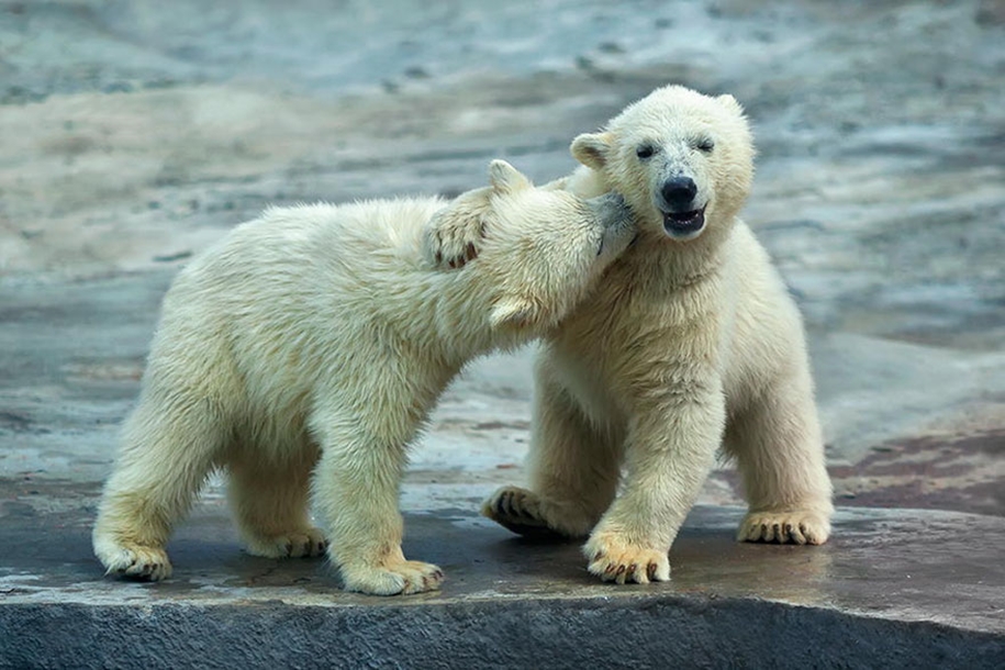 These kissing animals to prove that kissing is not just for people 33