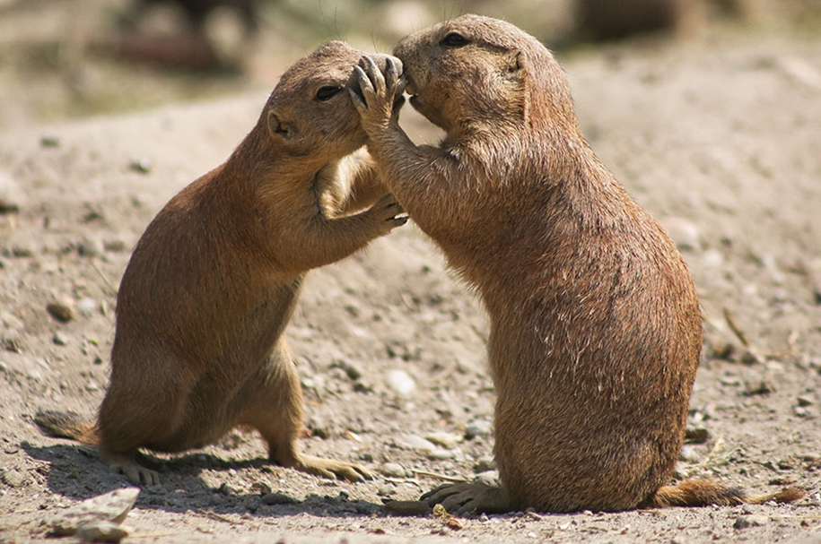 These kissing animals to prove that kissing is not just for people 34