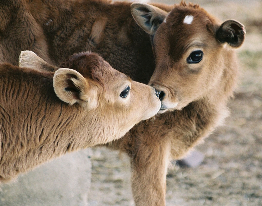 These kissing animals to prove that kissing is not just for people 35