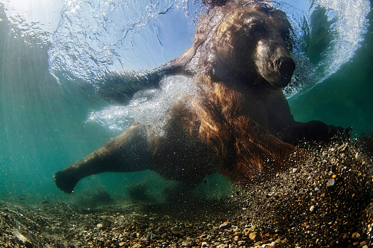 UK Underwater Photographer of the Year 2016 Winners 05