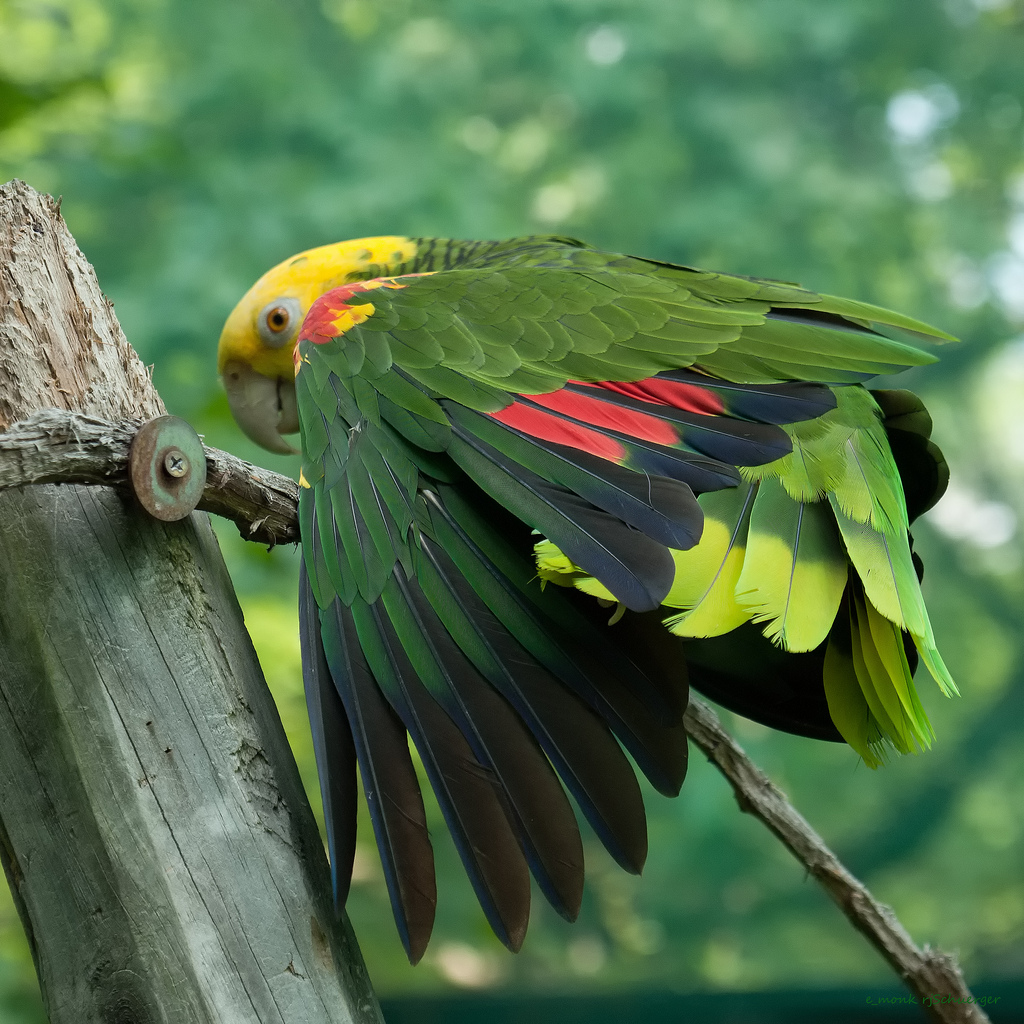 10 species of the largest parrots 01