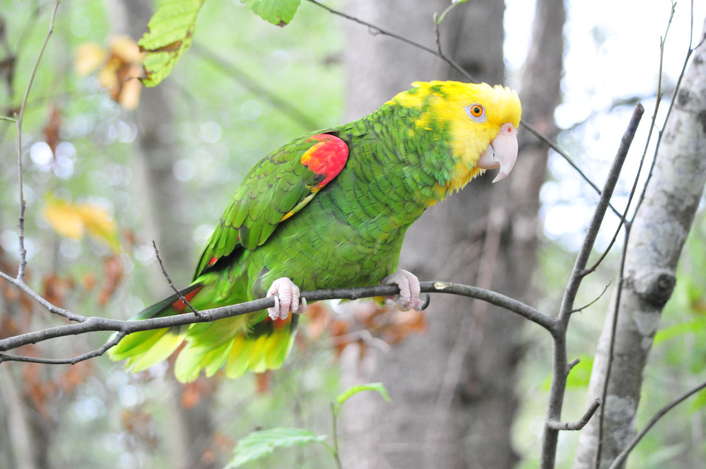 10 species of the largest parrots 02