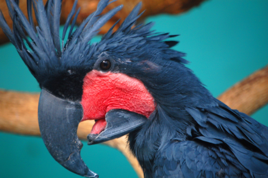 10 species of the largest parrots 07