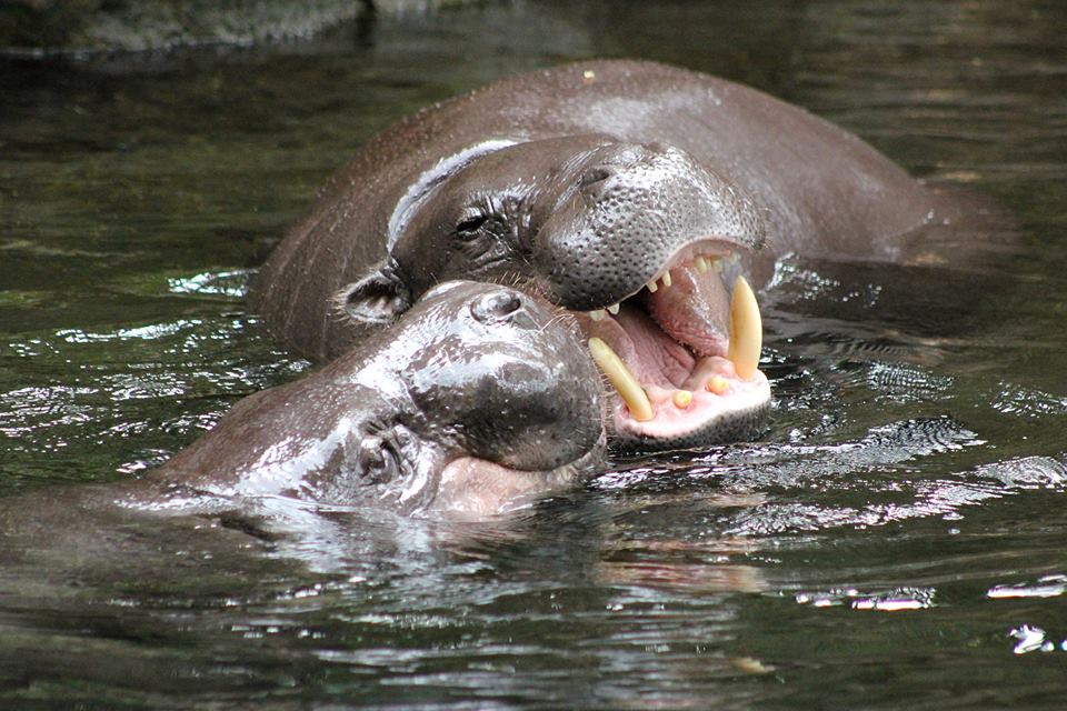 A pair of pygmy hippos arranged a meeting at the Taronga zoo 01
