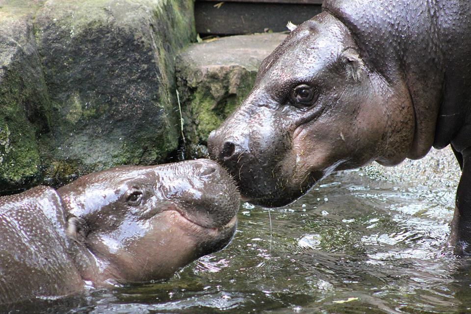 A pair of pygmy hippos arranged a meeting at the Taronga zoo 02