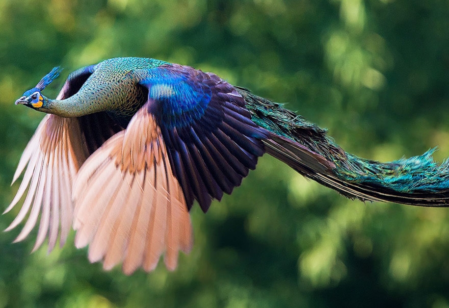As flying peacocks 01