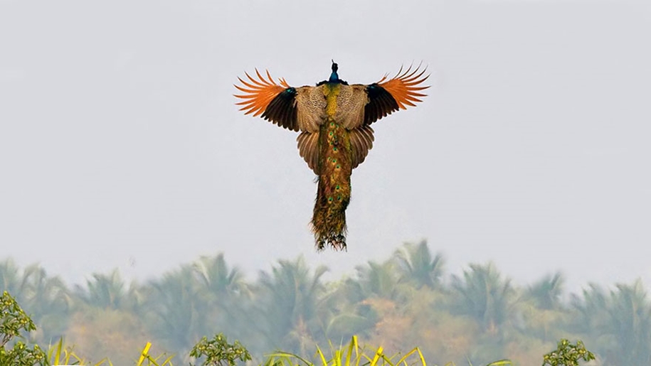 As flying peacocks 05