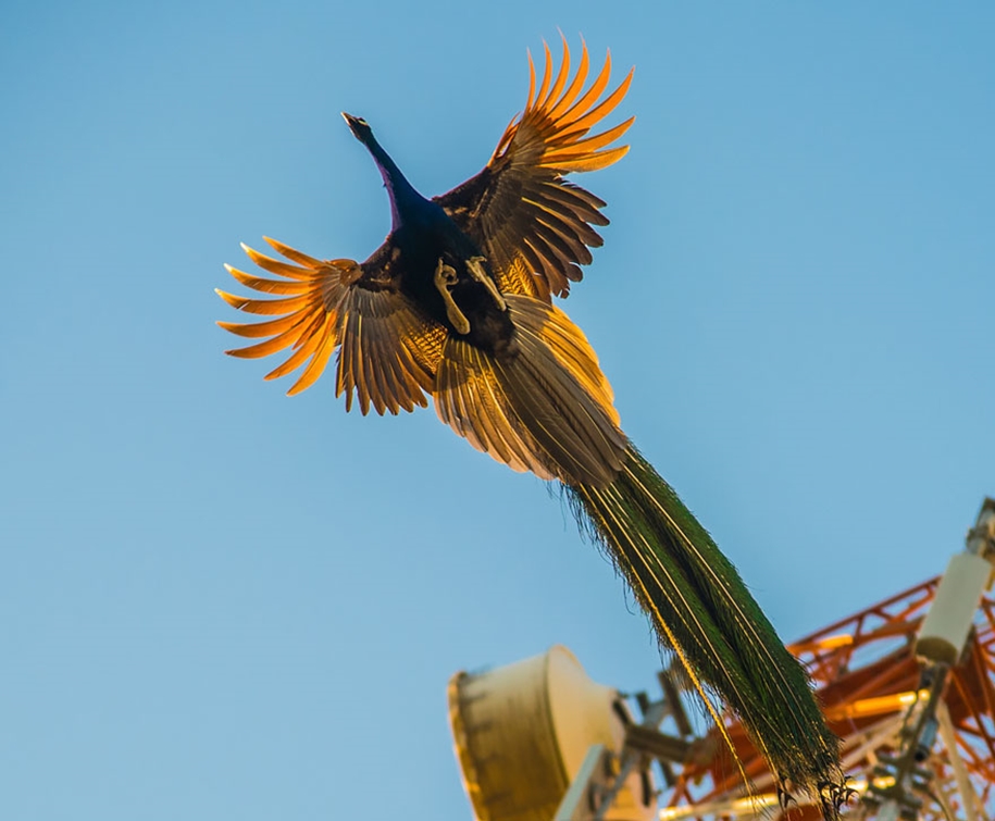 As flying peacocks 06