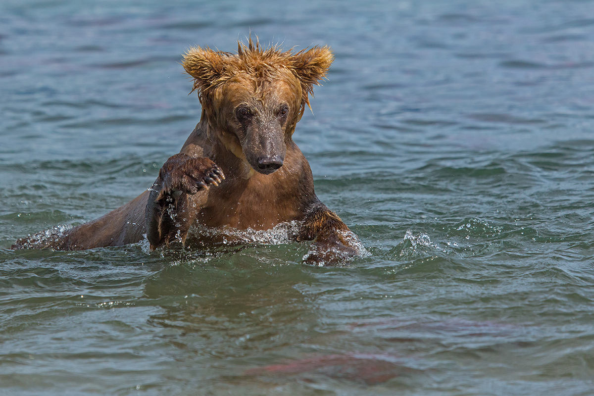 Bears of Kuril lake 06