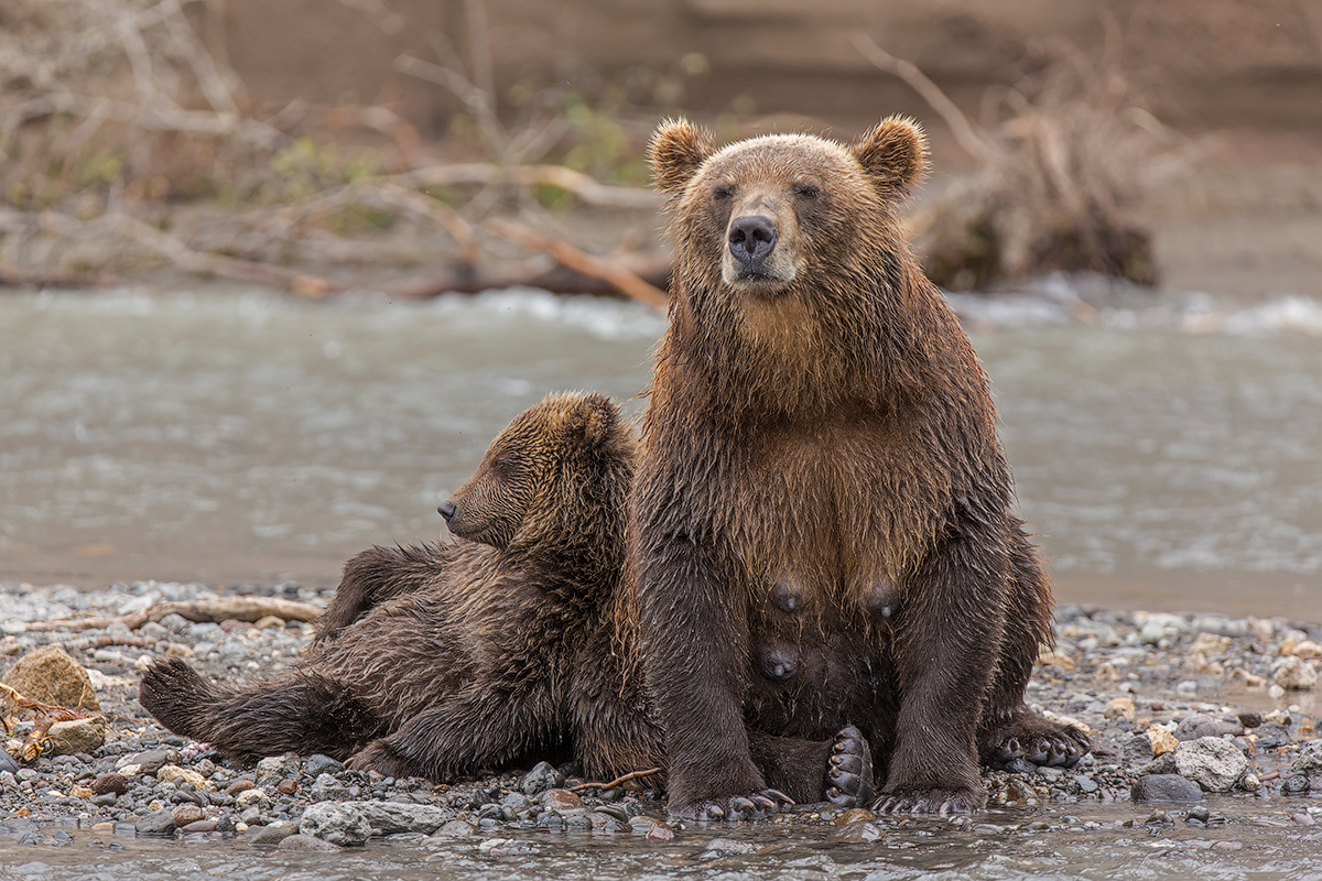 Bears of Kuril lake 16