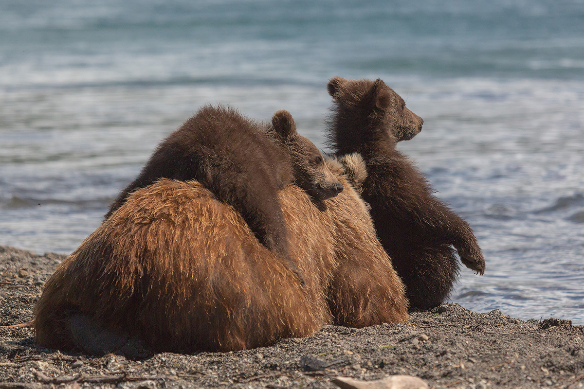 Bears of Kuril lake 17