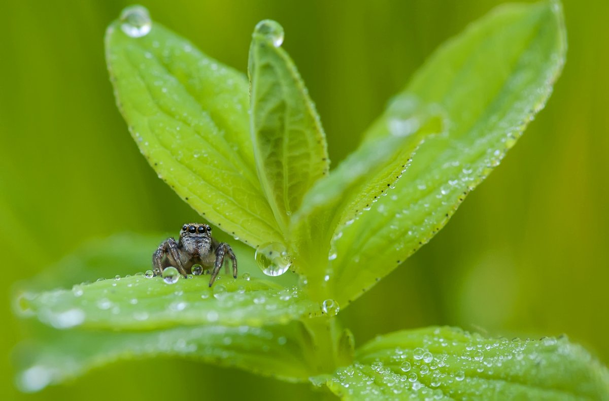 Beautiful pictures with dew drops 07