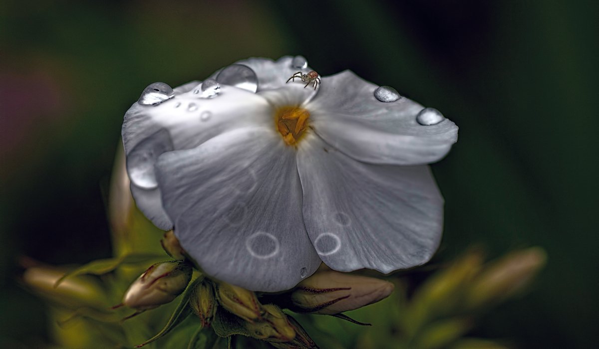 Beautiful pictures with dew drops 22
