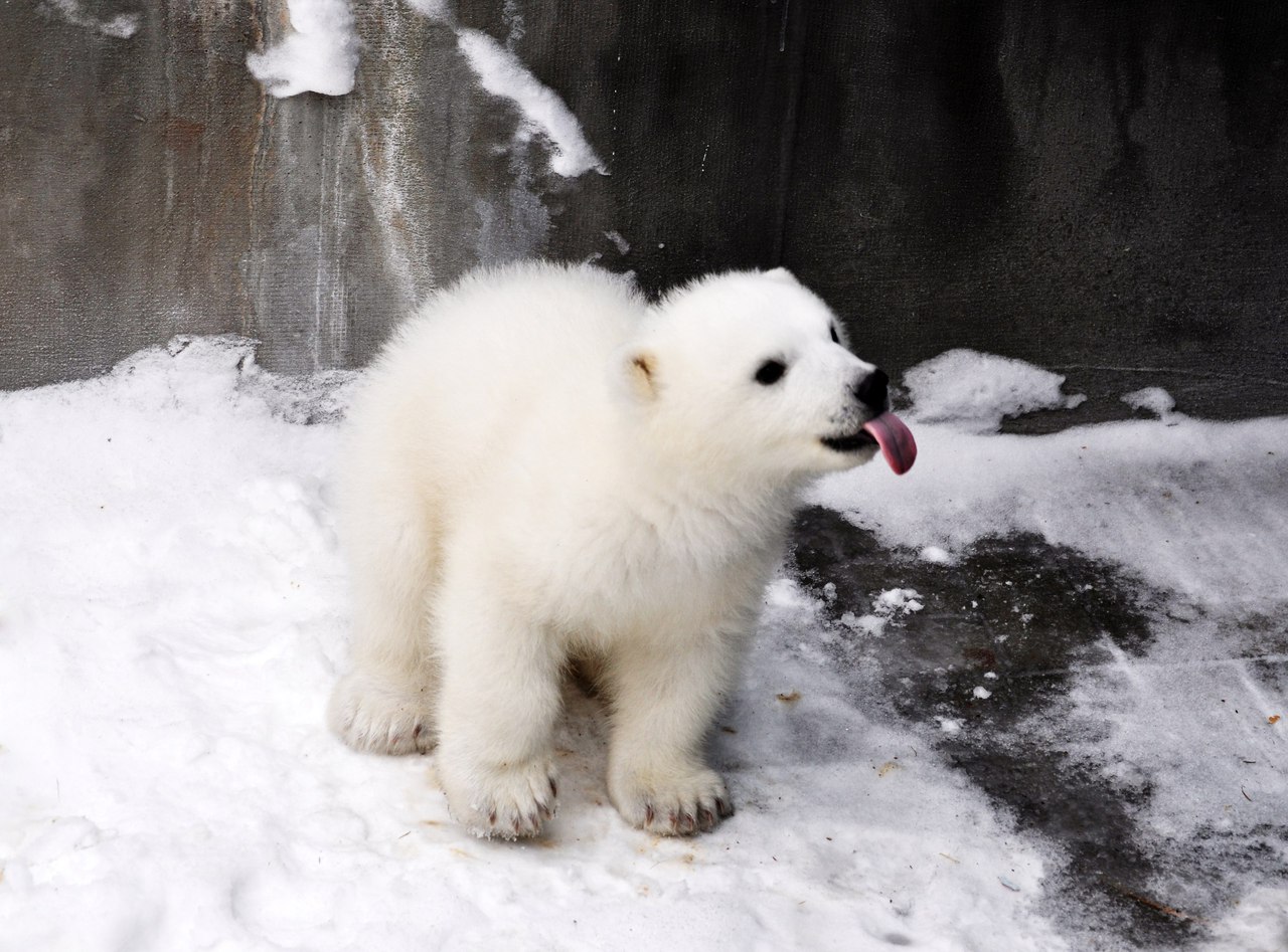 In Novosibirsk zoo has identified Paul white bear 01