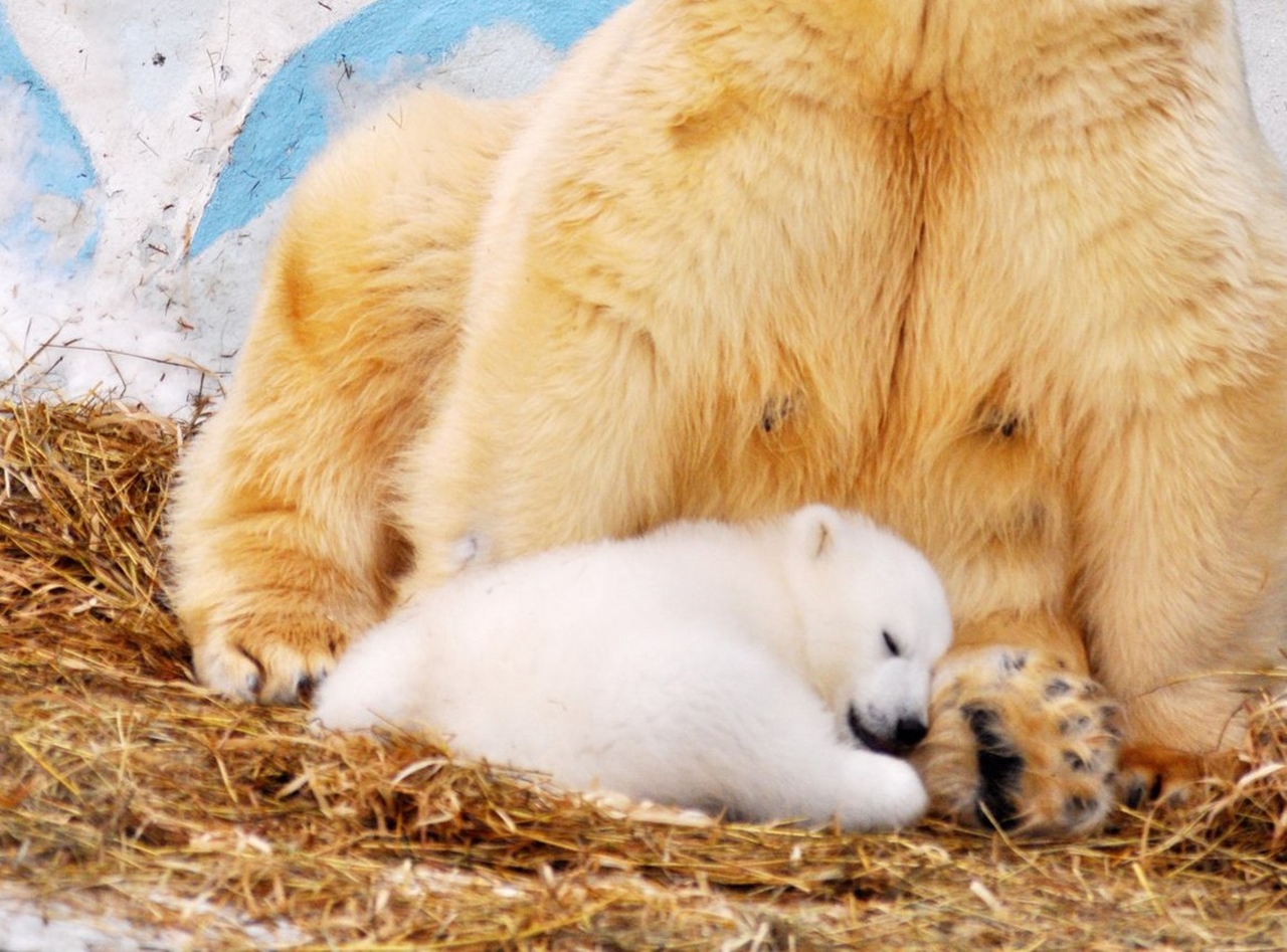 In Novosibirsk zoo has identified Paul white bear 02