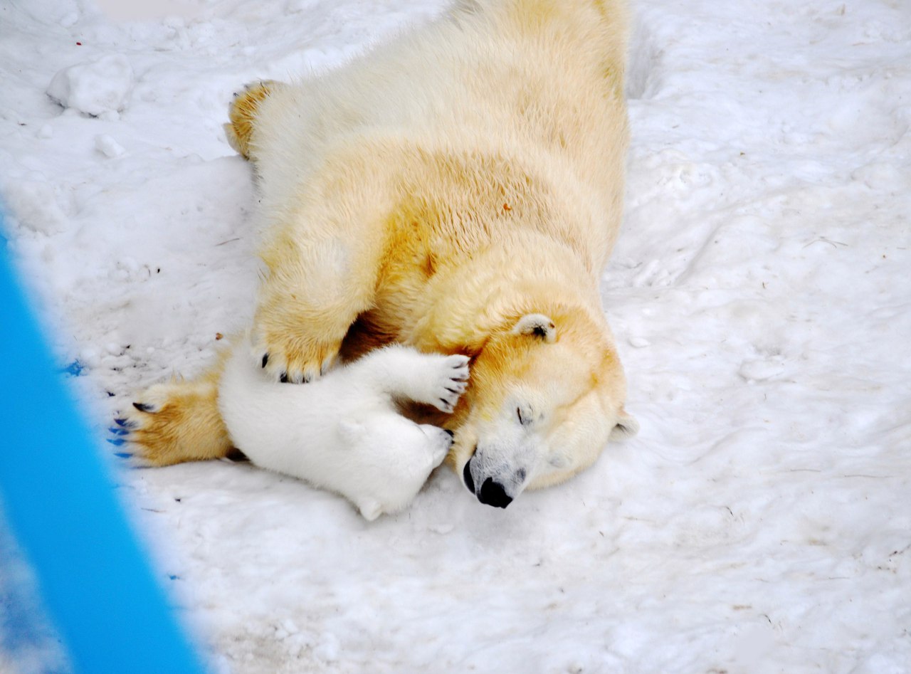 In Novosibirsk zoo has identified Paul white bear 04