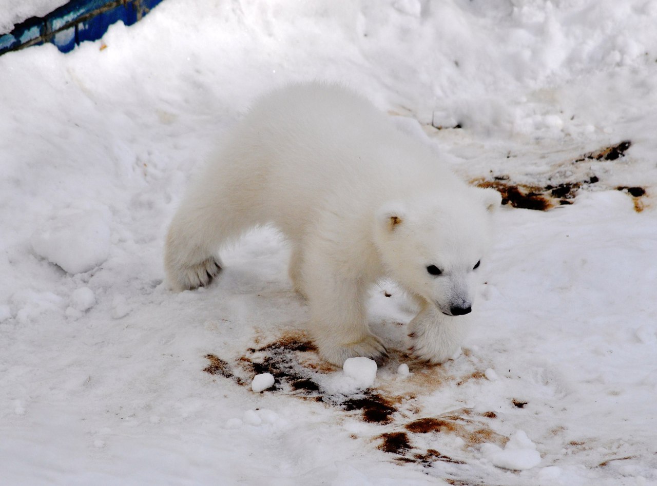 In Novosibirsk zoo has identified Paul white bear 05