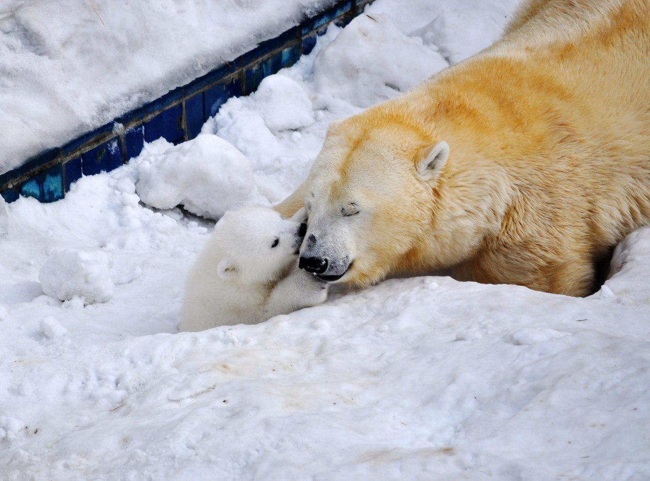 In Novosibirsk zoo has identified Paul white bear 06