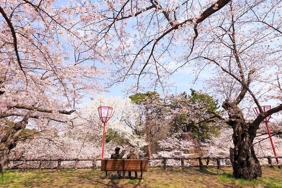 Magical pictures of Japanese cherry trees from National Geographic 11