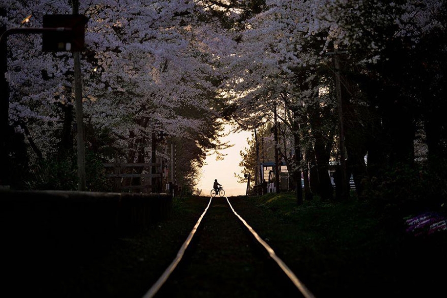 Magical pictures of Japanese cherry trees from National Geographic 14