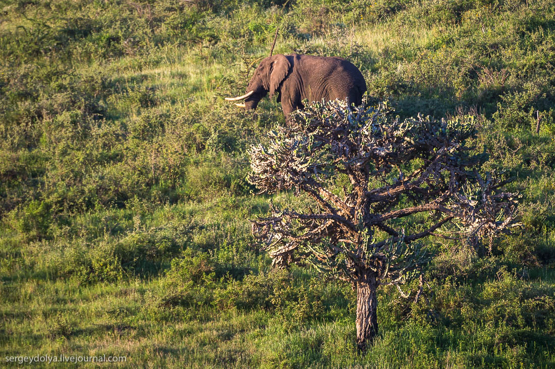 Ngorongoro is the best Safari in Africa 09