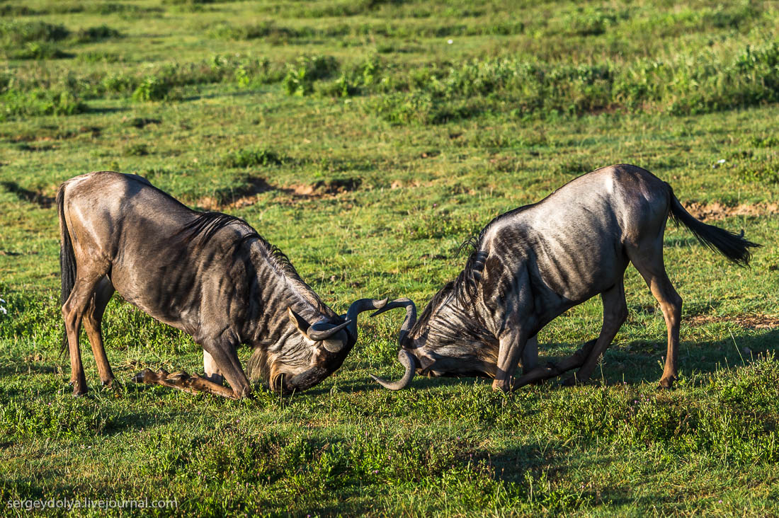 Ngorongoro is the best Safari in Africa 12