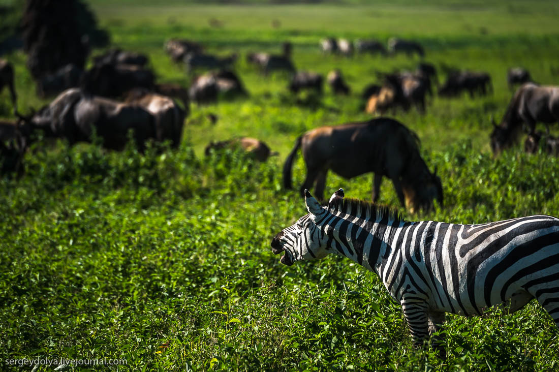 Ngorongoro is the best Safari in Africa 13