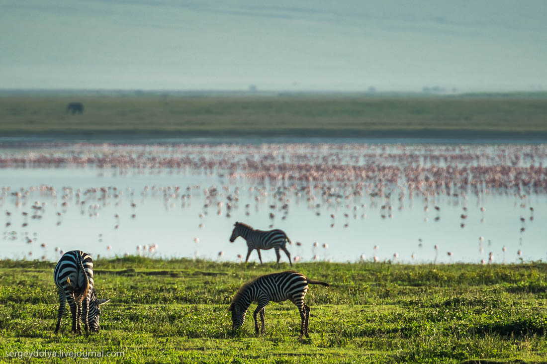 Ngorongoro is the best Safari in Africa 15