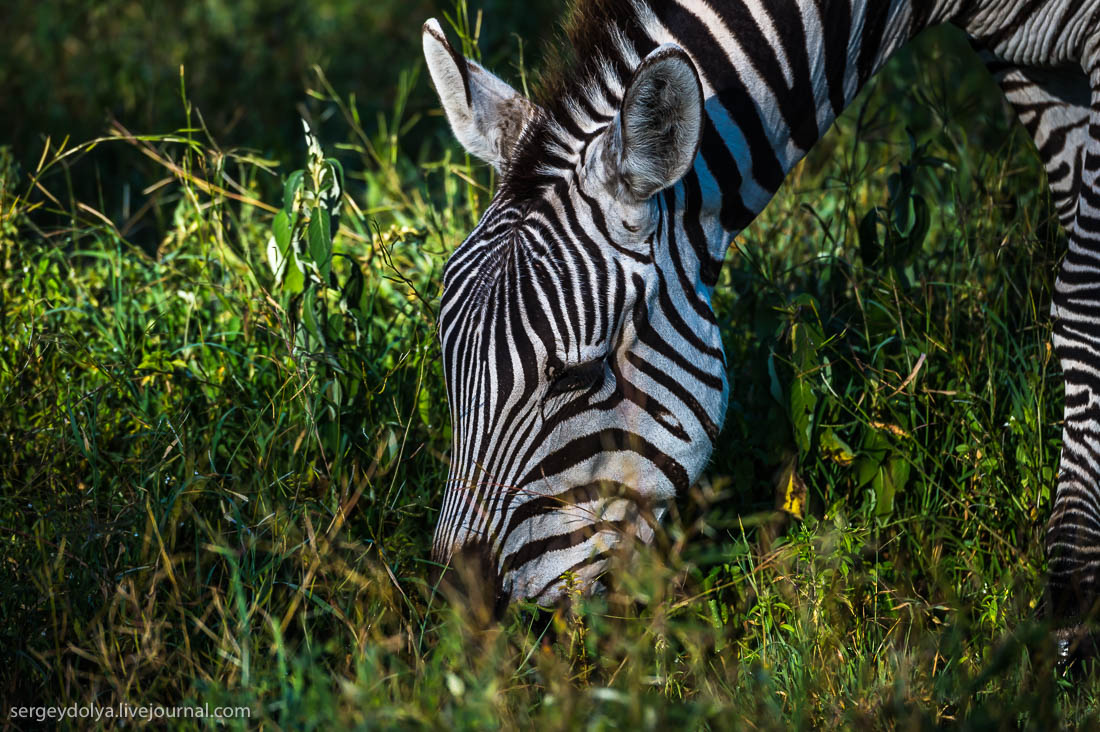 Ngorongoro is the best Safari in Africa 16
