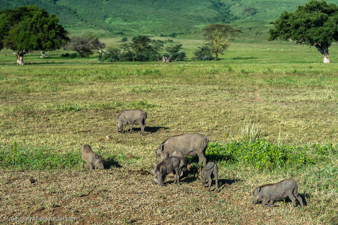 Ngorongoro is the best Safari in Africa 21